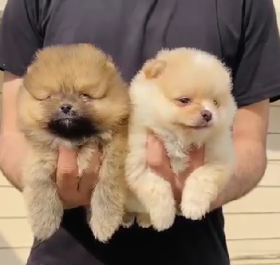 Purchase KCI Registered Toy Pomeranian Puppy from Vizag